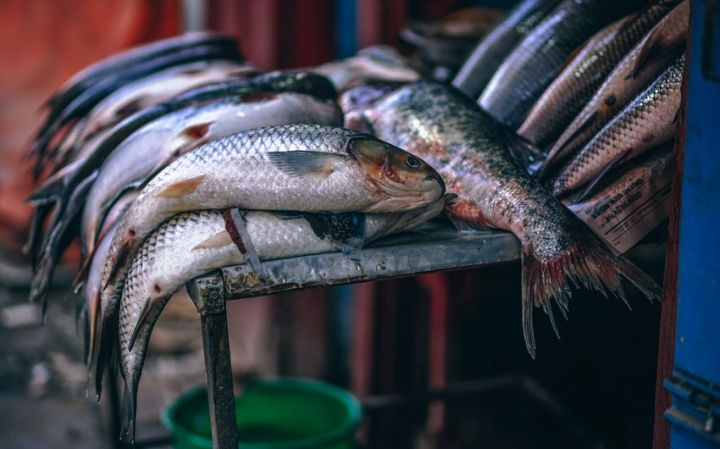 Qanunsuz balıq ovlayan şəxslər saxlanıldı