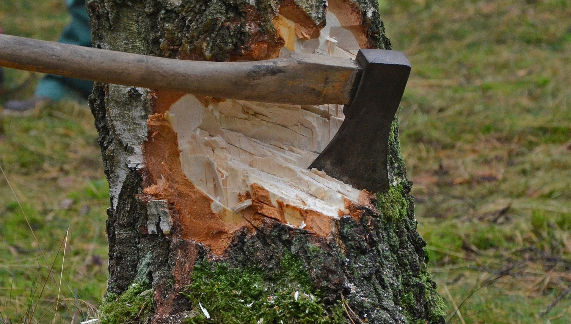 Ağalı kəndində ağaclar qanunsuz kəsilib