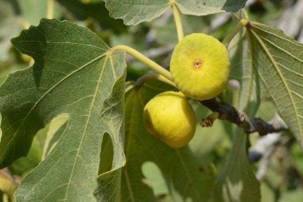 Ağacdan əncir yığan qadını elektrik cərəyanı vuraraq öldürdü