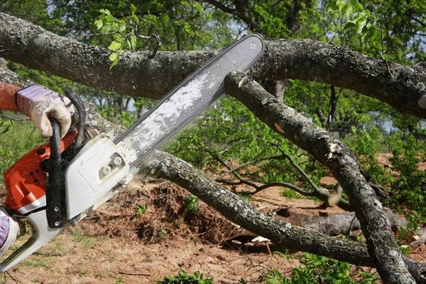 Ağacları qanunsuz kəsənlərlə bağlı sənədlər prokurorluğa göndərildi