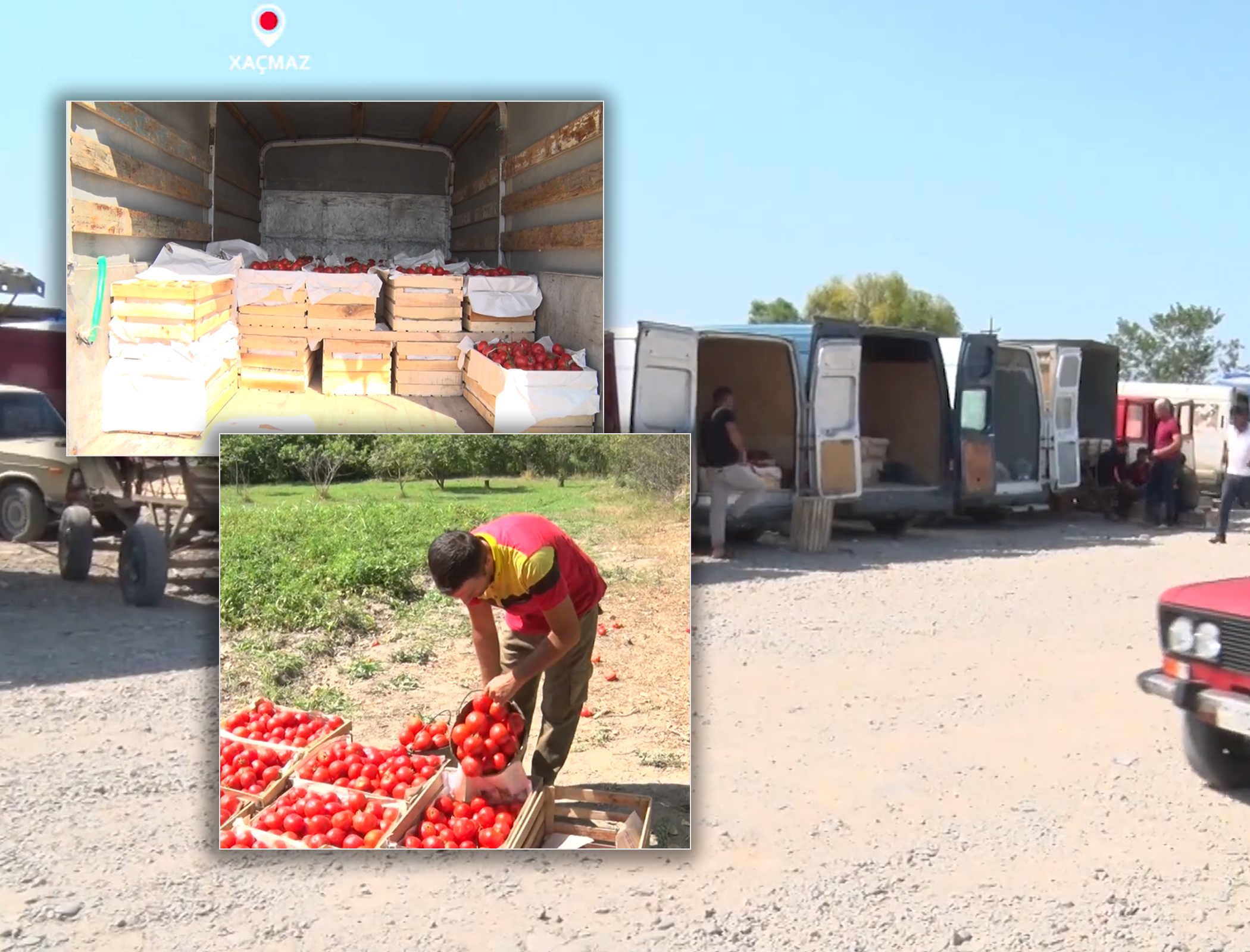 Pomidor almaq istəyənlərin nəzərinə - Kiloqramı 20 qəpik, yeşiyi 5 manat - VİDEO