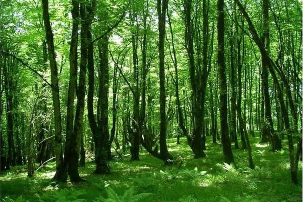 FHN istirahət üçün təbiətə üz tutan vətəndaşlara müraciət etdi