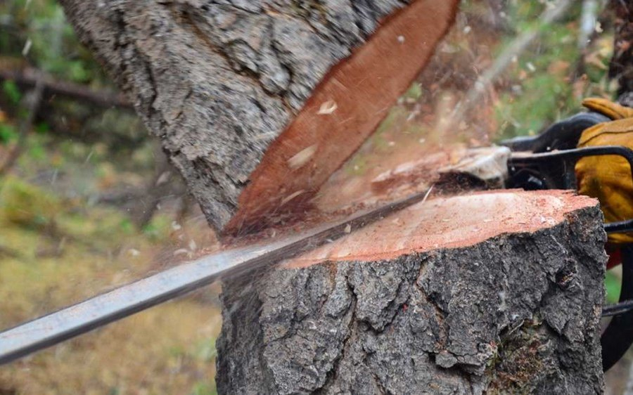 Bakıda qanunsuz ağackəsmələrlə bağlı cinayət işləri açıldı