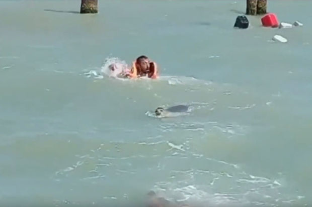 Bakıda suiti dənizdə üzənlərə hücum etdi - ANBAAN VİDEO