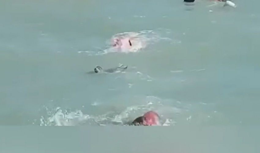 Zoologiya İnstitutu Xəzərin sahilindəki çimərlikdə suitilərin görünməsinə aydınlıq gətirib