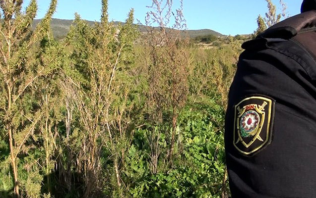 Şuşada 5 hektar narkotik plantasiyası aşkarlandı - VİDEO