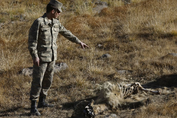 Hikmət Hacıyev ermənilərin basdırdığı minanın qurbanı olmuş qonur ayının görüntüsünü yayıb - FOTO