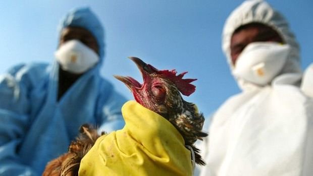 Dünyada ilk: Antarktidada quş qripi aşkarlandı
