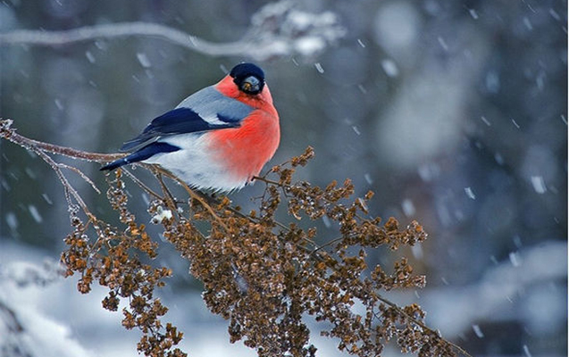 Bu ərazilərə qar yağdı - Faktiki hava