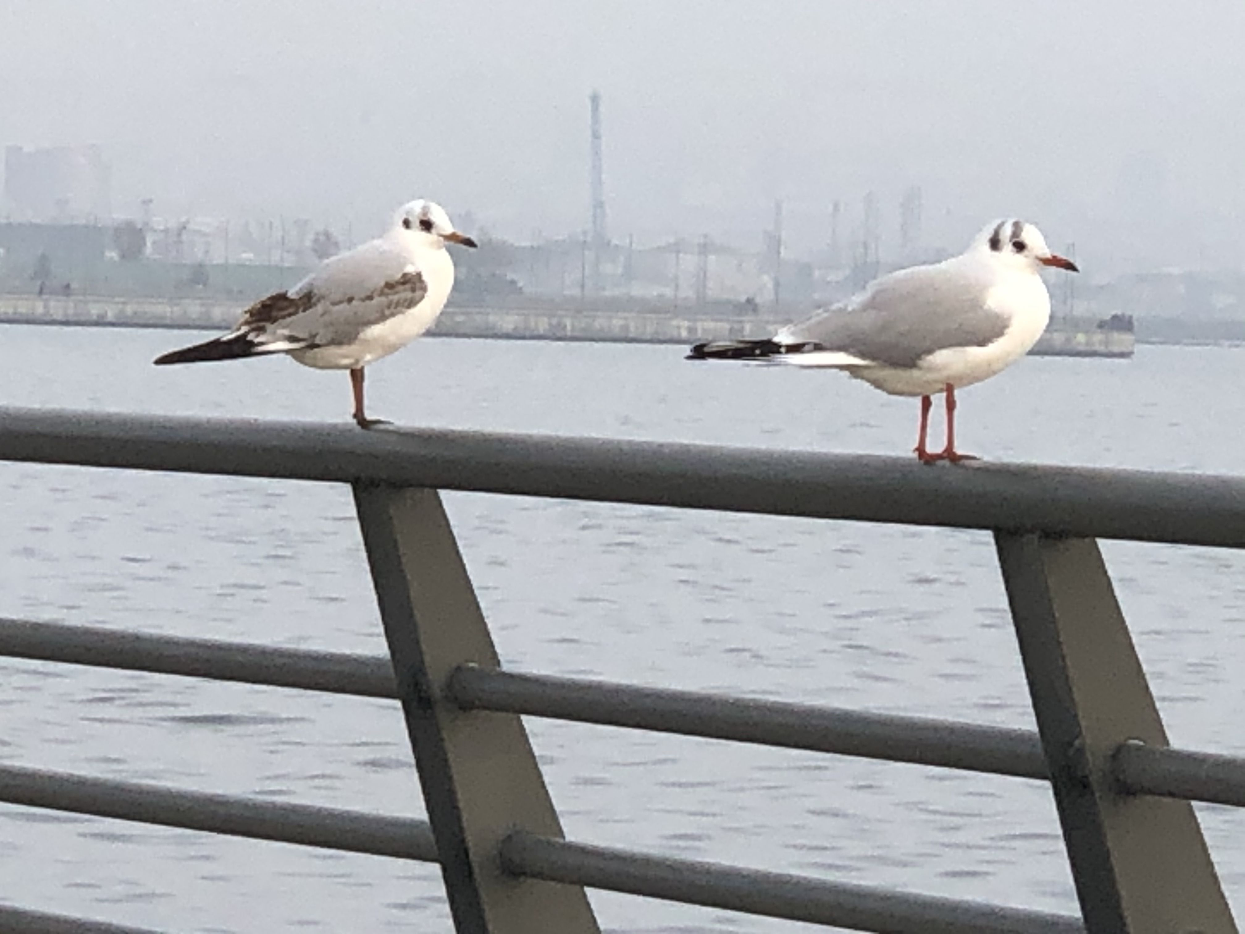 Bu tarixdən Bakıda hava kəskin dəyişəcək - Havanın temperaturu 1 dərəcə olacaq