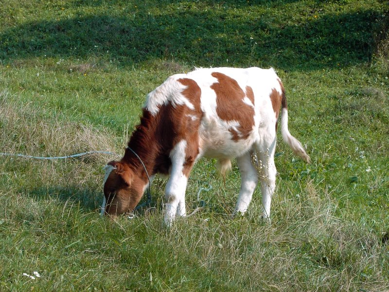 Əhaliyə verilən zəif heyvanlarla bağlı RƏSMİ AÇIQLAMA