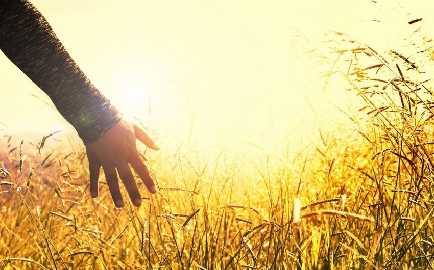 Son günlər müşahidə olunan isti havaların kənd təsərrüfatına ziyanı açıqlandı