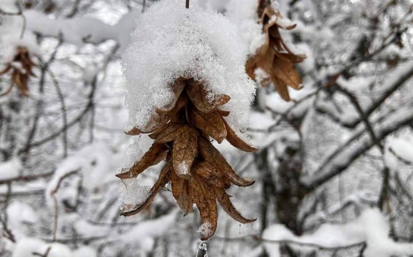 Bölgələrə yağış və qar yağıb - FAKTİKİ HAVA