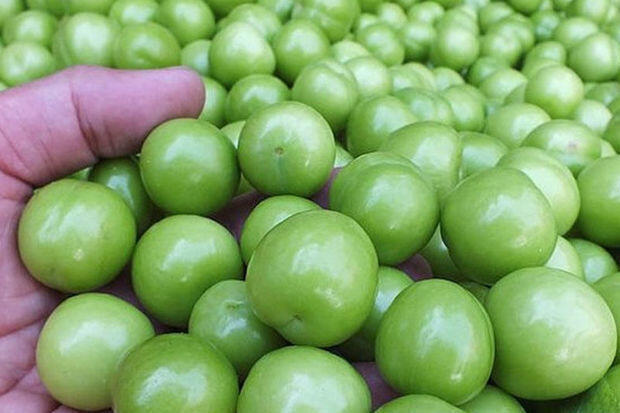 Kiloqramı 500 manata satılan alça kəskin ucuzlaşdı - VİDEO