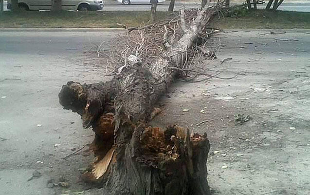 Ağaclar aşdı, magistral yol bağlandı