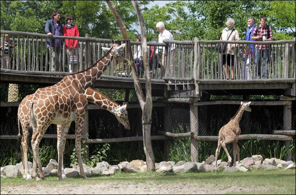 Bakı Zooloji Parkında bilet qiyməti qalxdı