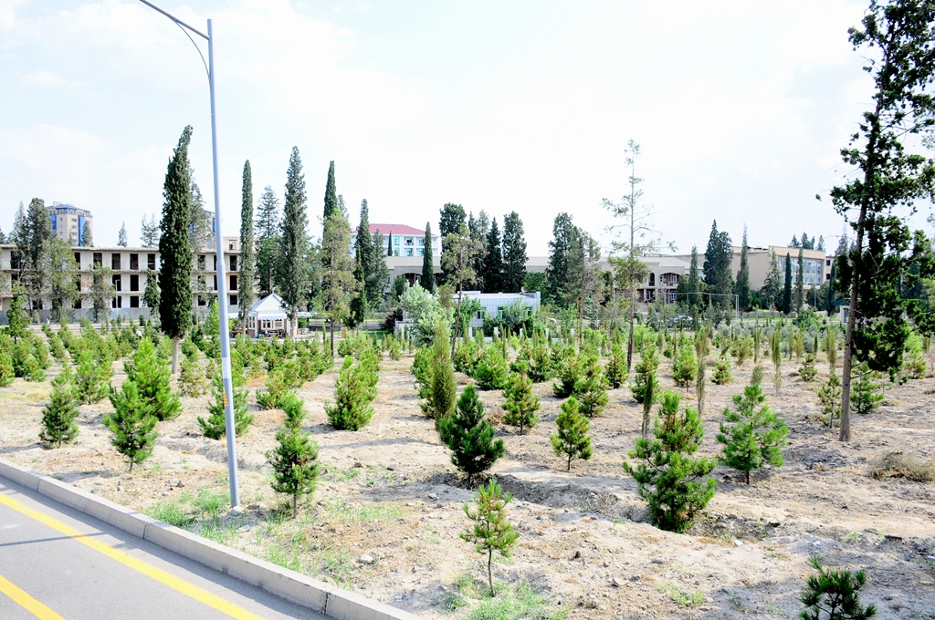 Naftalanda "Yaşıl dünya naminə həmrəylik ili" çərçivəsində yaşıllıqlar salınıb