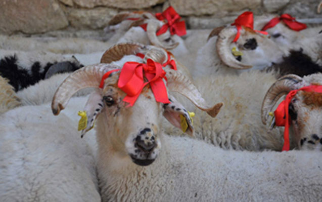 Qurban bayramı ərəfəsində heyvan bazarnda son vəziyyət - VİDEO