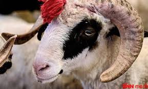 Kimlər qurban kəsə bilər? - VİDEO