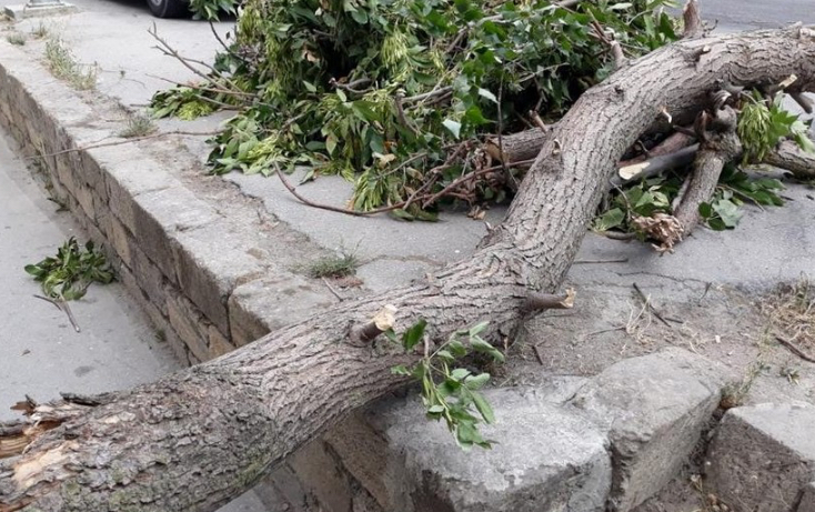 Bakıda güclü külək ağacı qadının üzərinə aşırıb