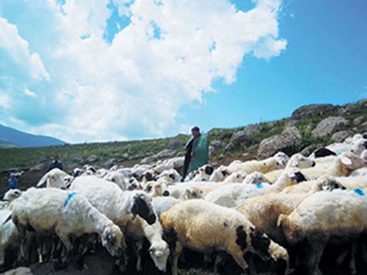 Yük maşını çobanı vurdu, qoyunları tələf etdi