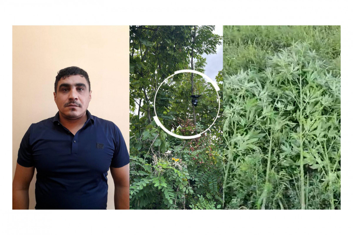 Bağ sahəsində narkotik əkən şəxs SAXLANILIB