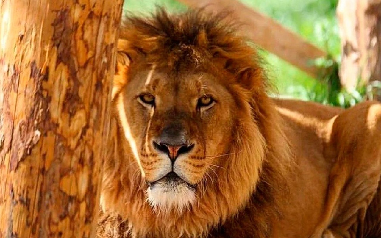 Türkiyədə şir zoorparkdan qaçdı, bir nəfəri ağır yaraladı