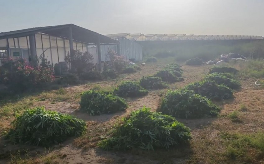 Bakıda xüsusi əməliyyat - 881 kiloqram çətənə kolu aşkarlandı