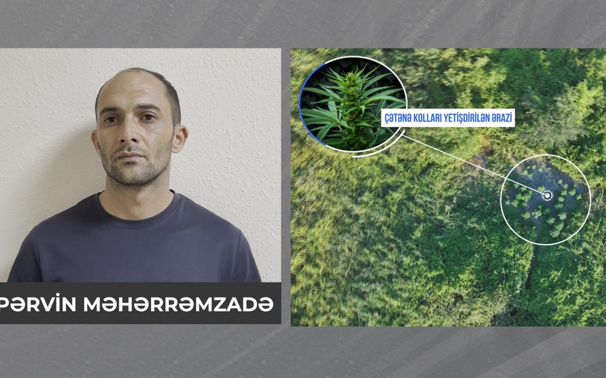 Polis Şəkidə çətənə kolları və 8 kiloqram marixuana aşkarladı