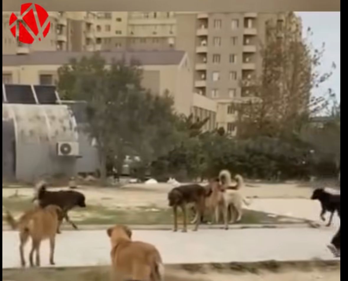 Abşeron rayonunda sahibsiz itlər “at oynadır” - VİDEO - AÇIQLAMA