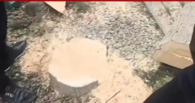 Mingəçevirdə ağacların kəsilməsi faktı araşdırılır