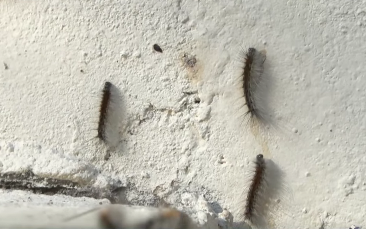 Bakıda bəzi binaları qurd basıb - VİDEO