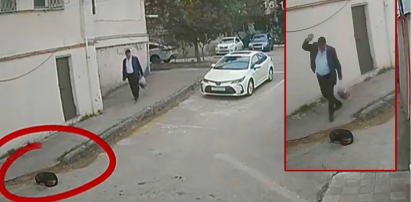 Biləcəridə heyvanlara qarşı rəhmsiz davranan şəxslə bağlı tədbir görüldü