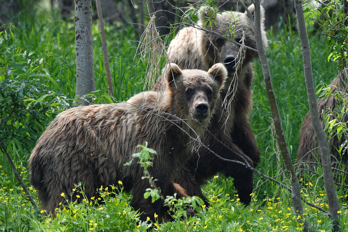 Yaponiya ayı hücumları ilə mübarizə üçün ordudan istifadə edə bilər