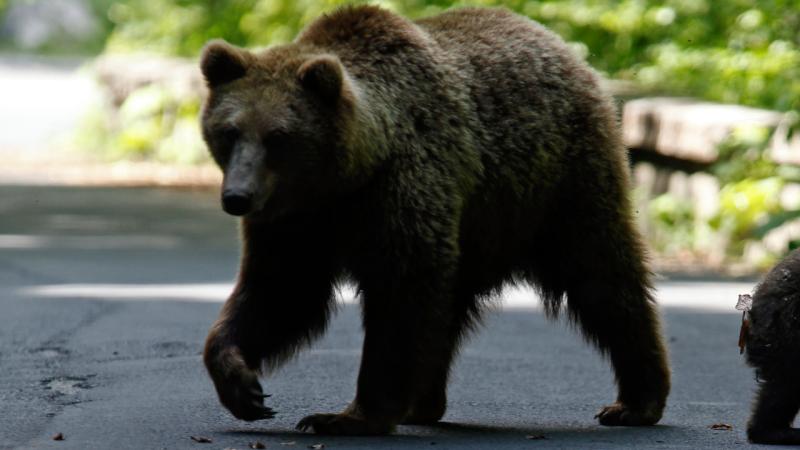 Yaponiyada ayı hücumlarının sayı rekor qırdı
