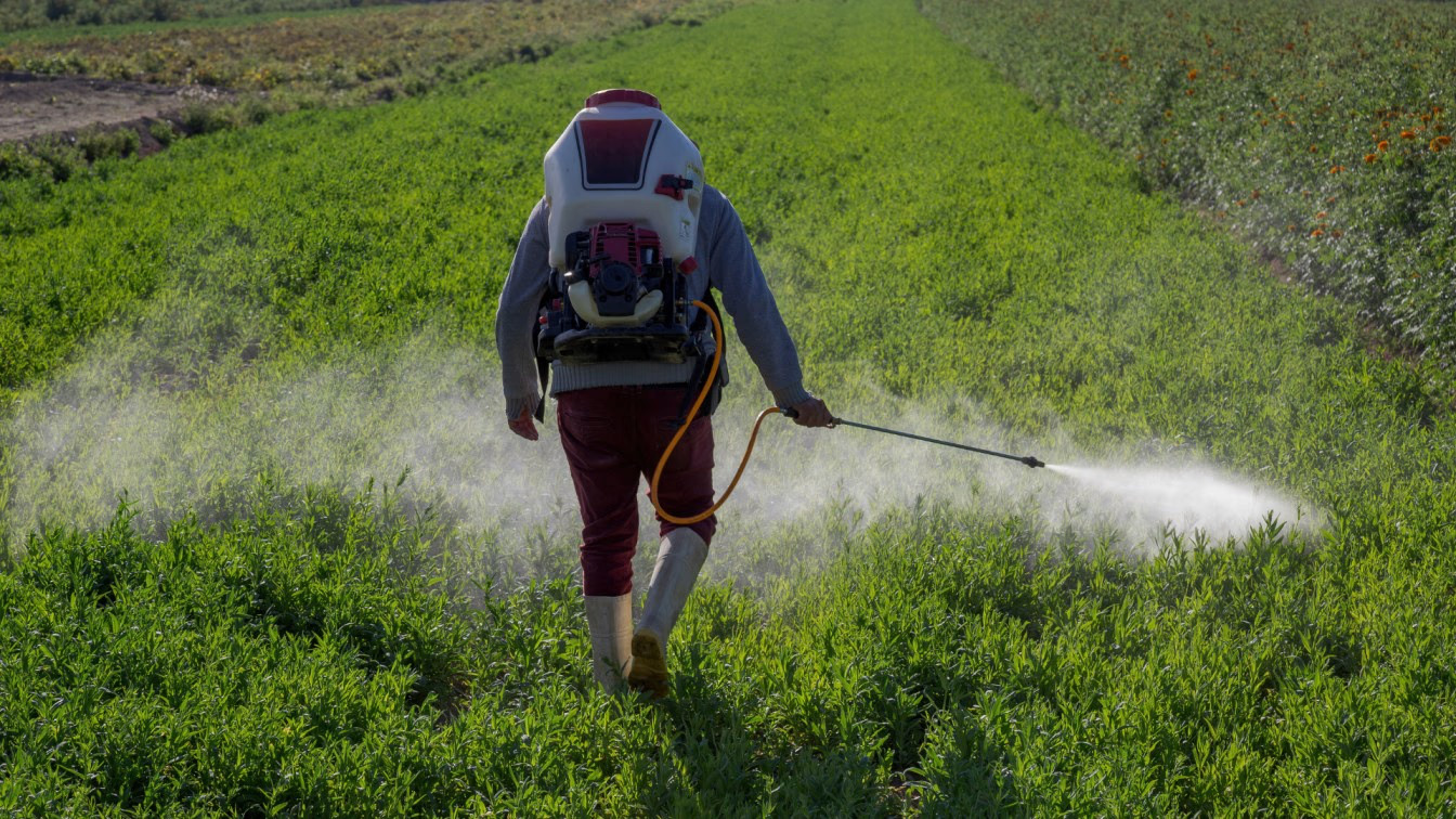 Torpağa gübrə veririk, bəs bitki niyə qidalanmır? – Qışa hazırlığın əsas sualı