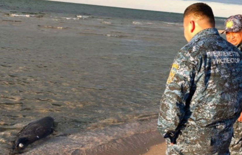 Xəzər sahilində daha 71 ölü suiti TAPILDI