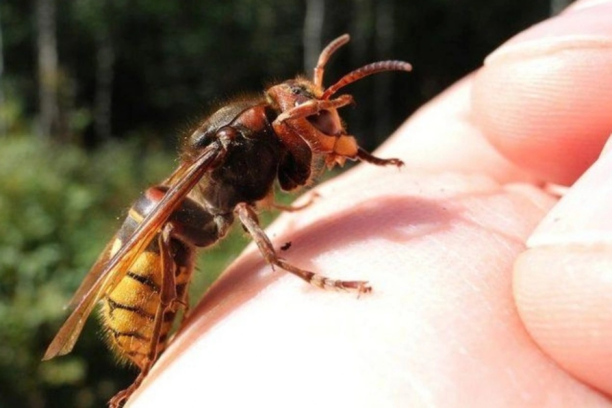 Şahbuz sakini arı sancması nəticəsində ölüb