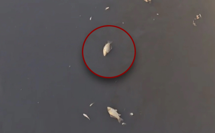 Abşeron kanalında balıqlar tələf oldu