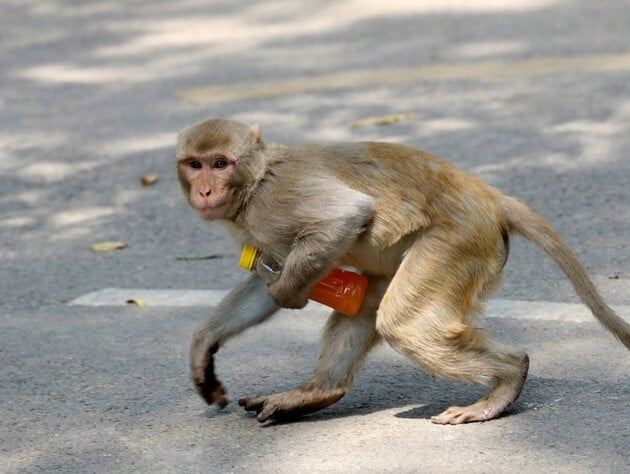 ABŞ-də təhlükəli viruslara yoluxmuş meymunlar labaratoriyadan qaçıb