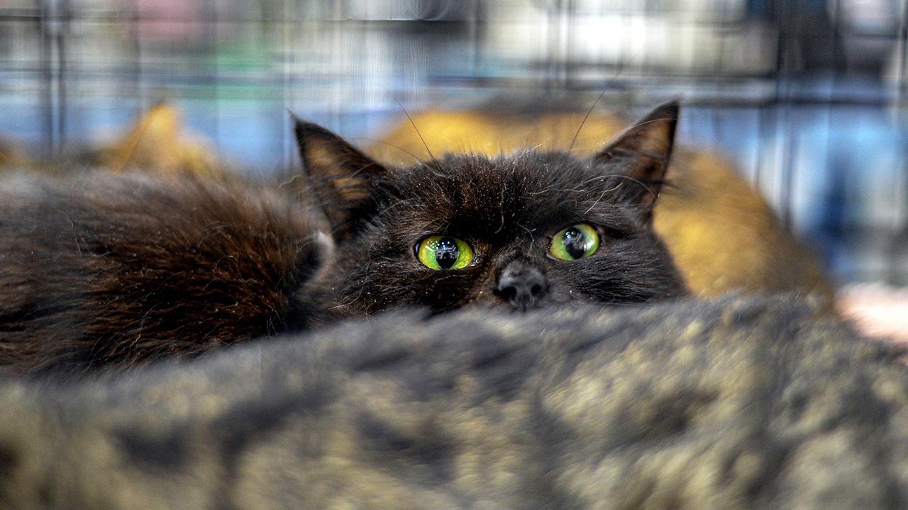 Yeni Zelandiya 2,5 milyon pişiyi öldürəcək - 2050-ci ilə qədər