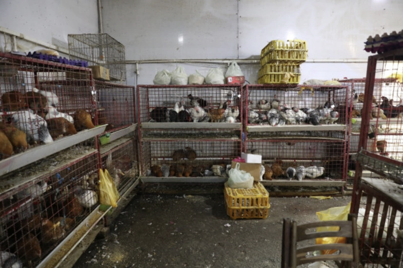 "8-ci km" bazarında quş kəsimi yerinin fəaliyyəti dayandırıldı