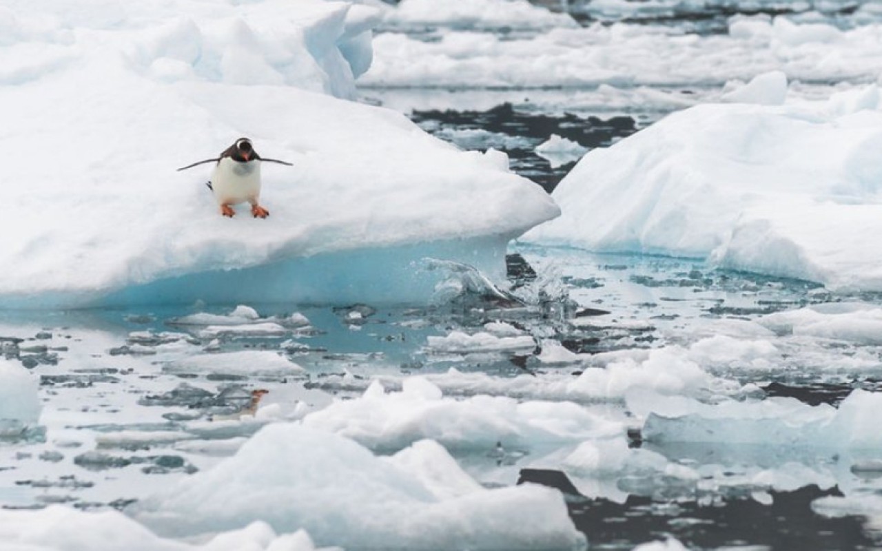 Arktikada temperatur rekord həddə çatıb