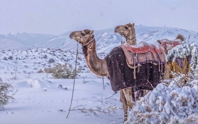 Səudiyyə Ərəbistanında son 30 ildə görünməyən mənzərə - FOTOLAR