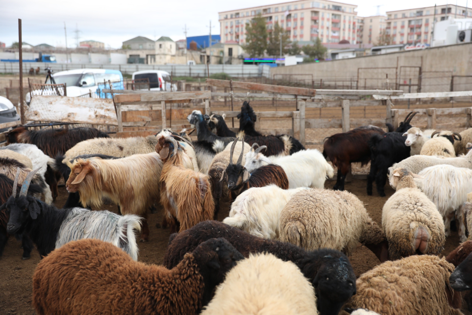 İki rayonda heyvan bazarları fəaliyyətə başlayıb