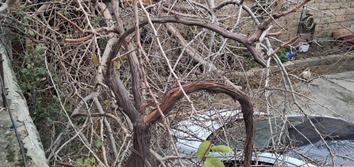 Bakıda güclü külək ağacı yüksək gərginlikli elektrik xəttinin üzərinə aşırıb