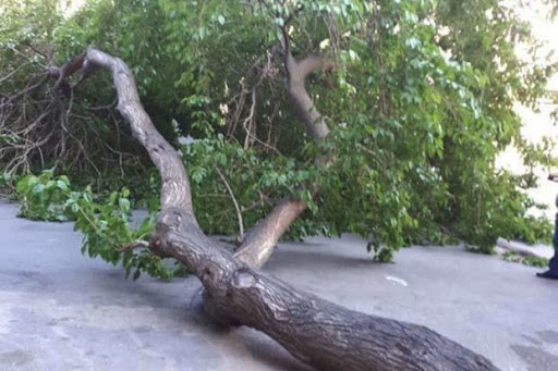 Güclü küləyə görə Bakıda 9 ağac sınıb