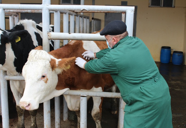 Heyvanlarda xəstəlik aşkarlıq edildi - Ətin qiyməti bahalaşacaq?