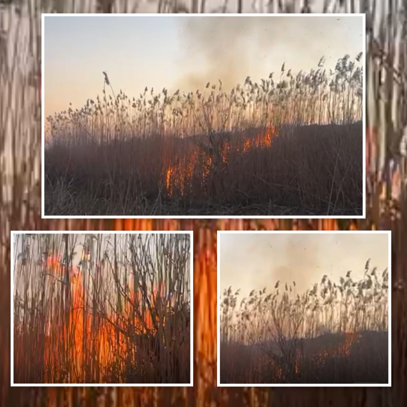 Cəbrayılda yanğın törədən şəxs məsuliyyətə cəlb olundu