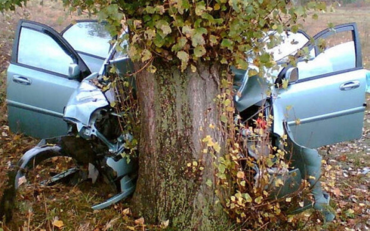 Şəmkirdə "Ford" ağaca çırpıldı - Ölən var